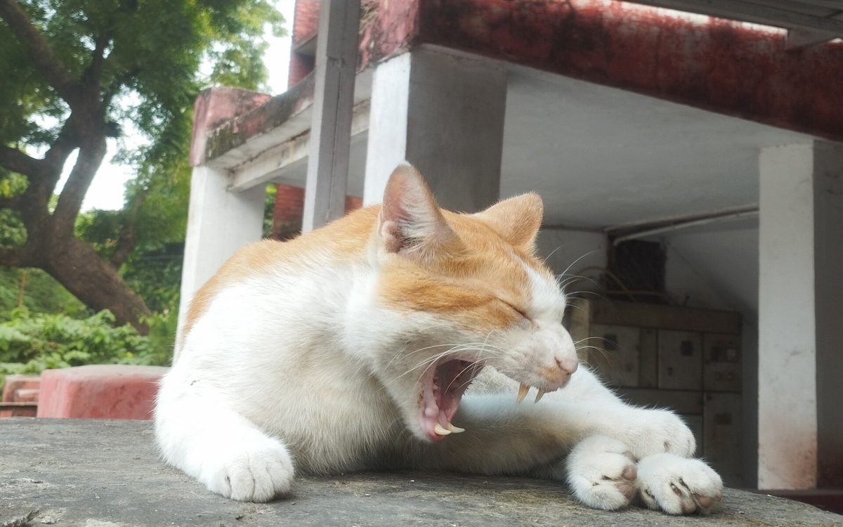 Зевающая кошка